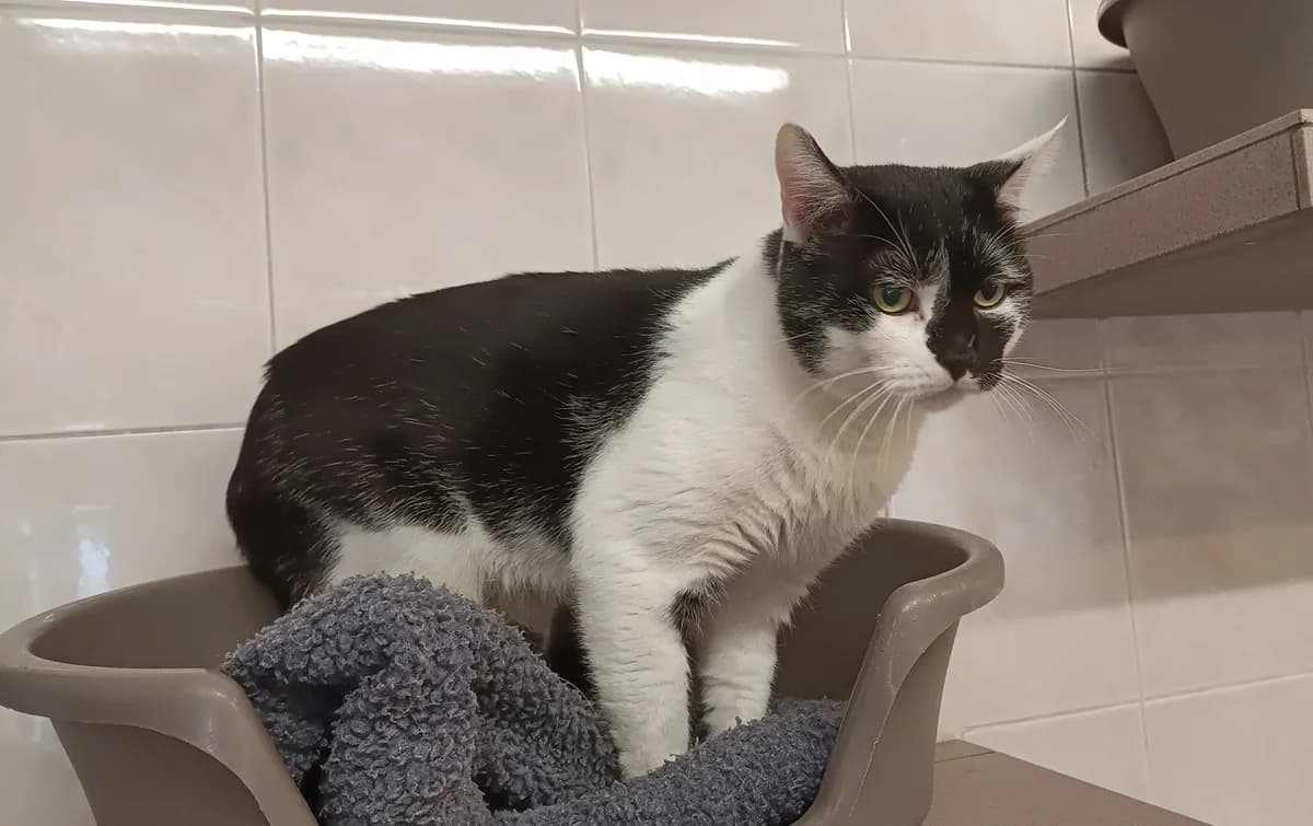 TATOO, male senior European Shorthair for adoption at Help Animals, Brussels