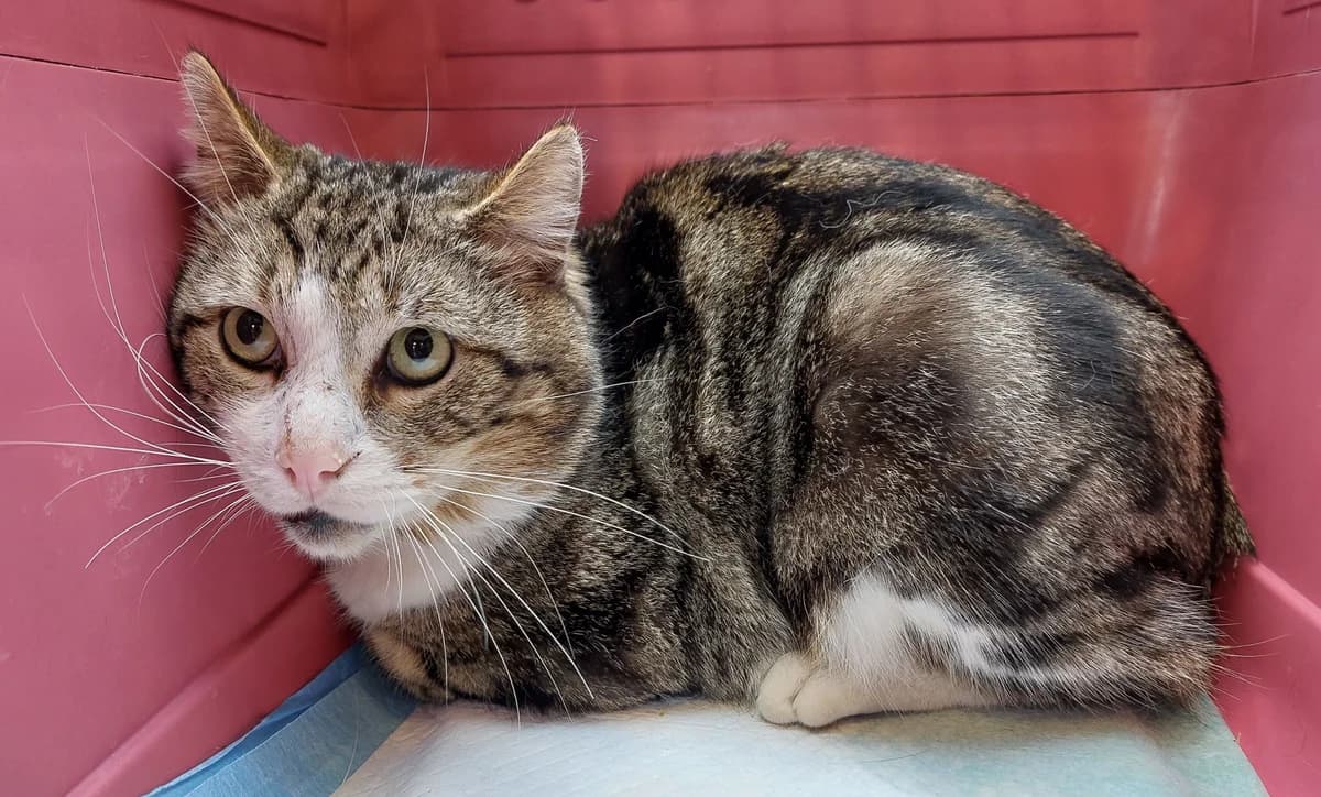 GONZO, male European Shorthair for adoption at Help Animals, Brussels