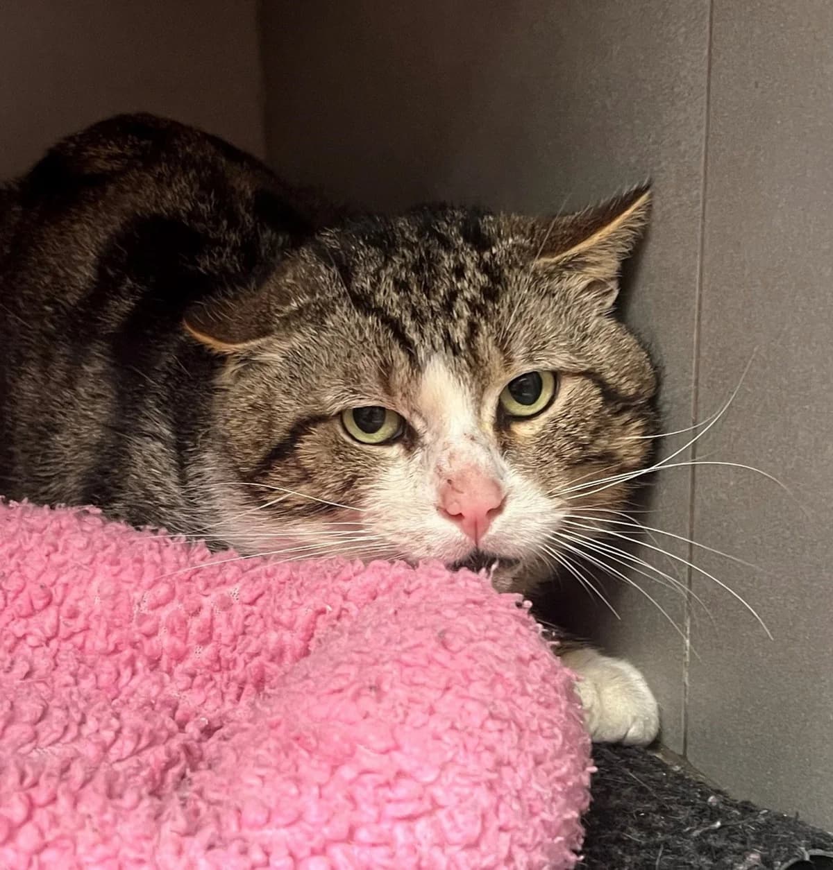 GONZO, male European Shorthair for adoption at Help Animals, Brussels — photo 2 of 3