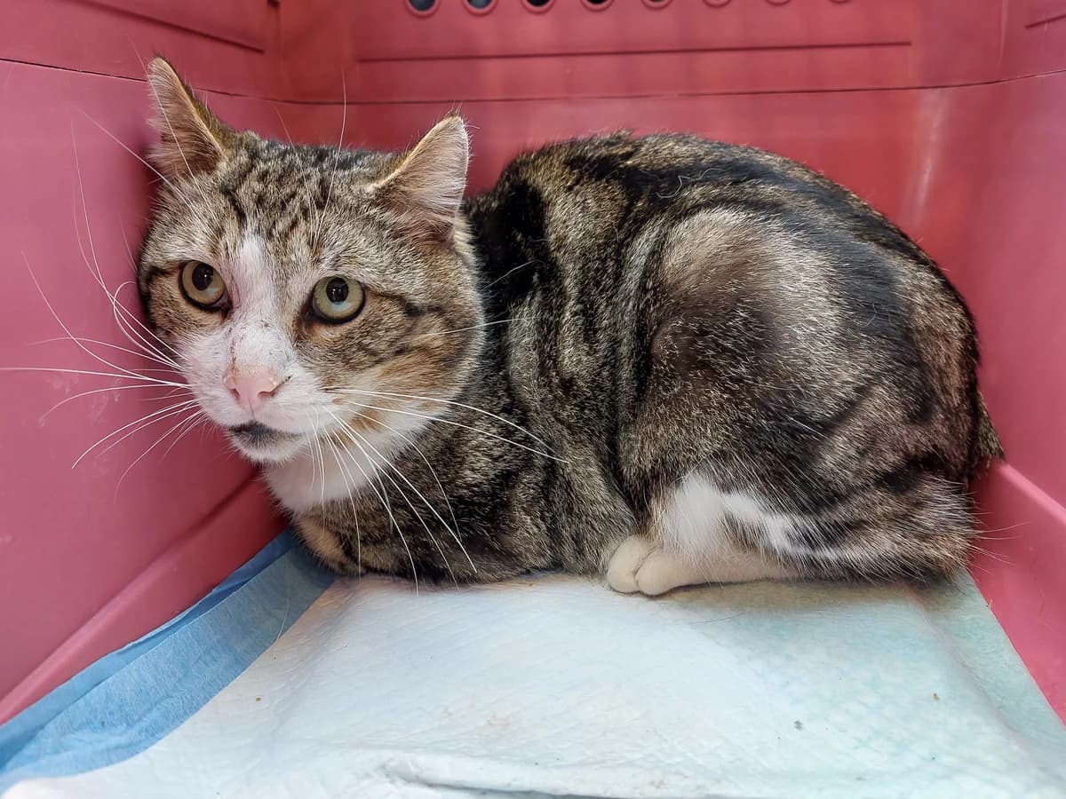 GONZO, male European Shorthair for adoption at Help Animals, Brussels — photo 3 of 3