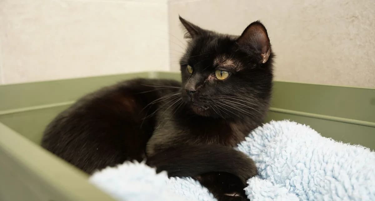 NINJA, male European Shorthair for adoption at Help Animals, Brussels