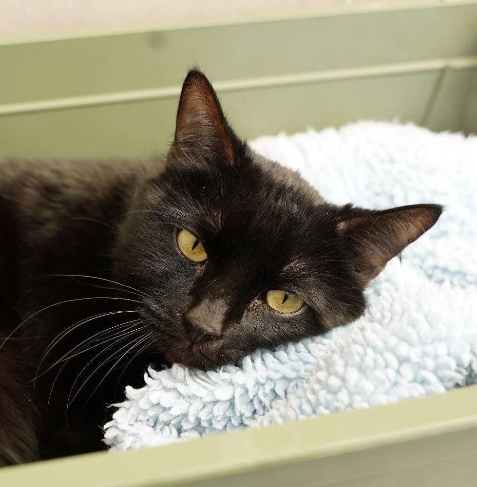 NINJA, male European Shorthair for adoption at Help Animals, Brussels — photo 2 of 4