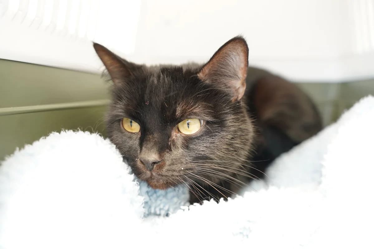 NINJA, male European Shorthair for adoption at Help Animals, Brussels — photo 3 of 4