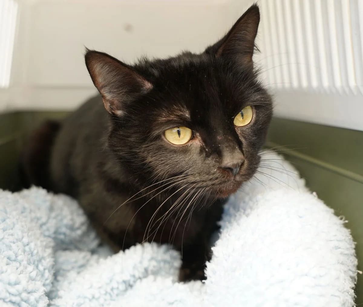 NINJA, male European Shorthair for adoption at Help Animals, Brussels — photo 4 of 4