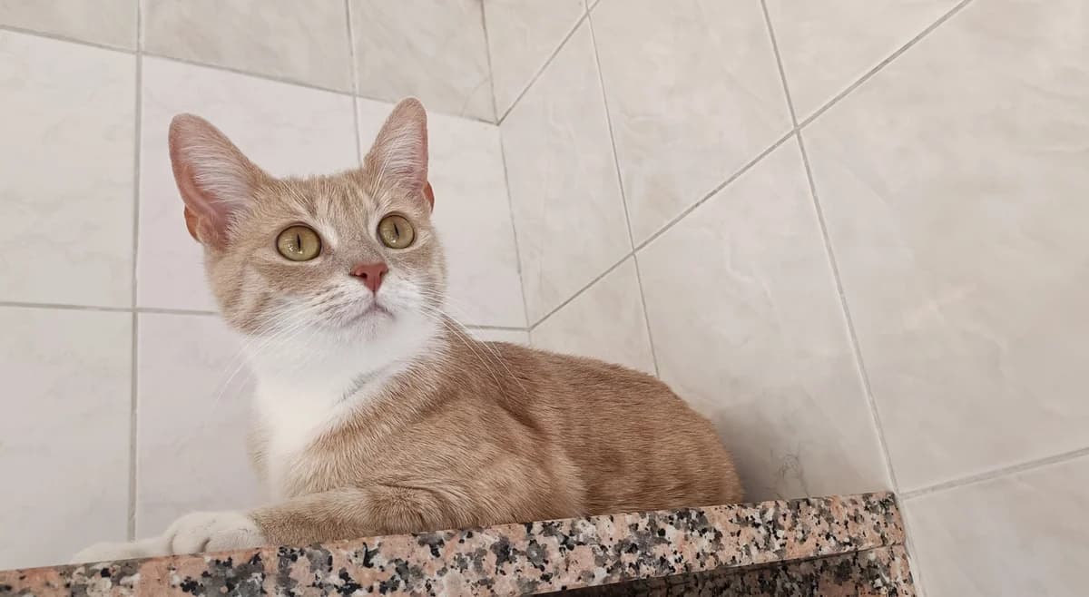 MANDARINE, female puppy European Shorthair for adoption at Help Animals, Brussels