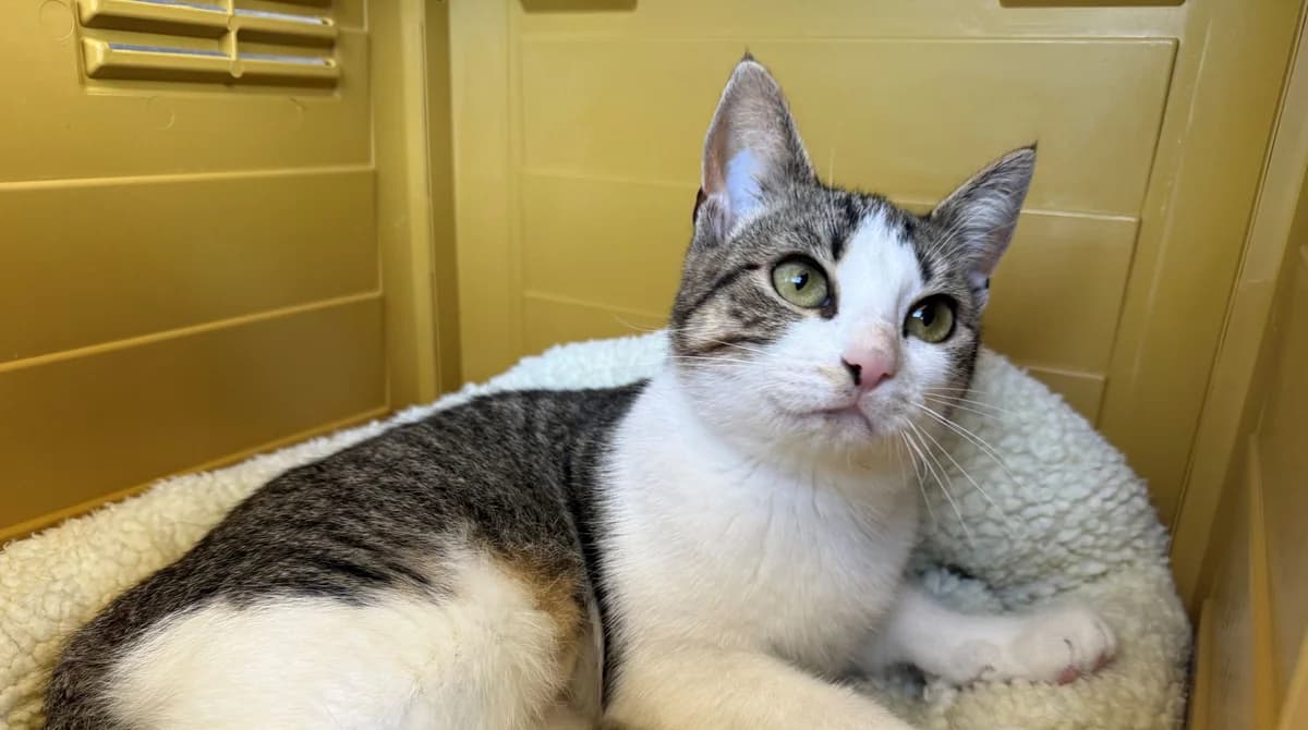 MIEL, female puppy European Shorthair for adoption at Help Animals, Brussels