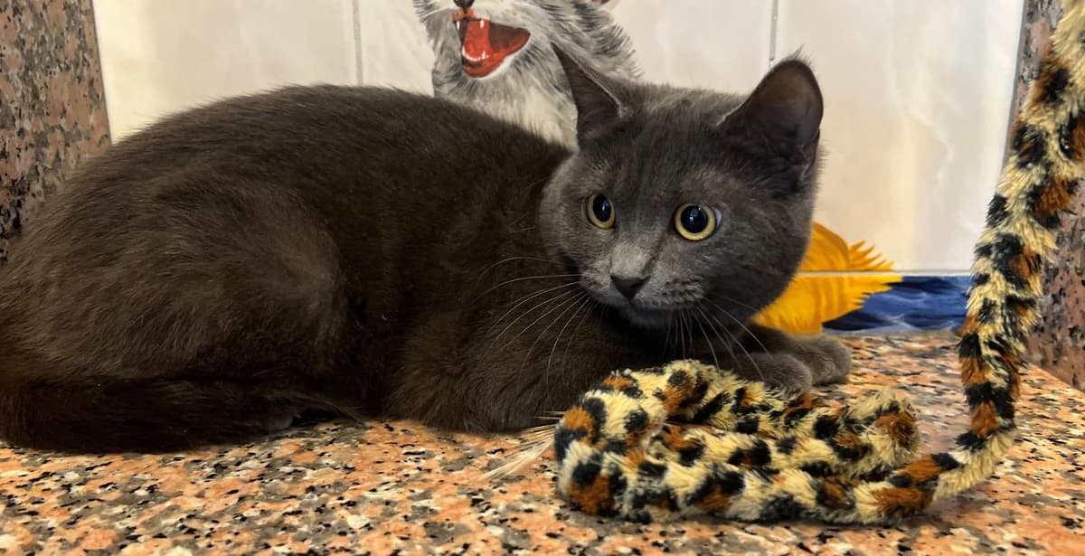 SHADOW, female puppy European Shorthair for adoption at Help Animals, Brussels