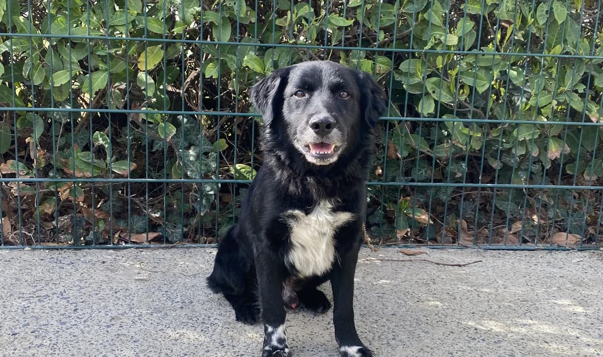 ONYX, male 7yo Border Collie for adoption at Help Animals, Brussels