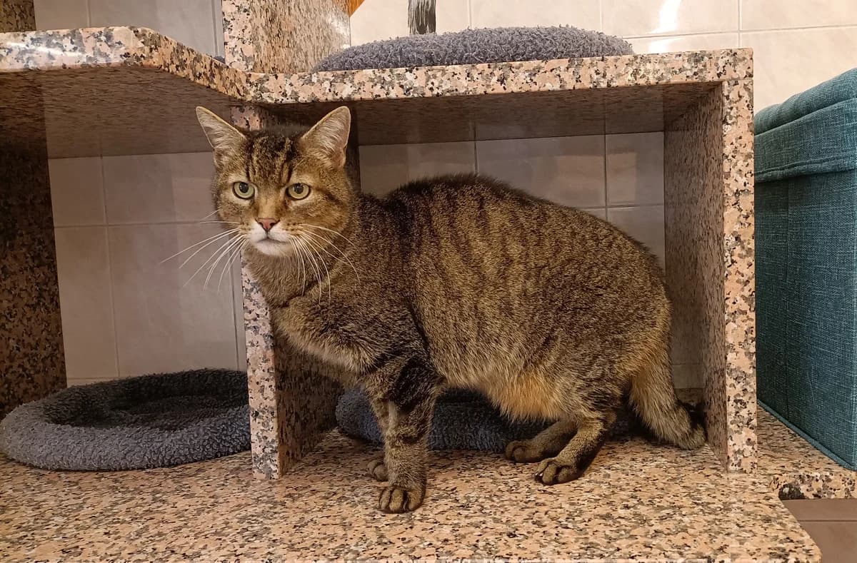 JONES, male senior European Shorthair for adoption at Help Animals, Brussels