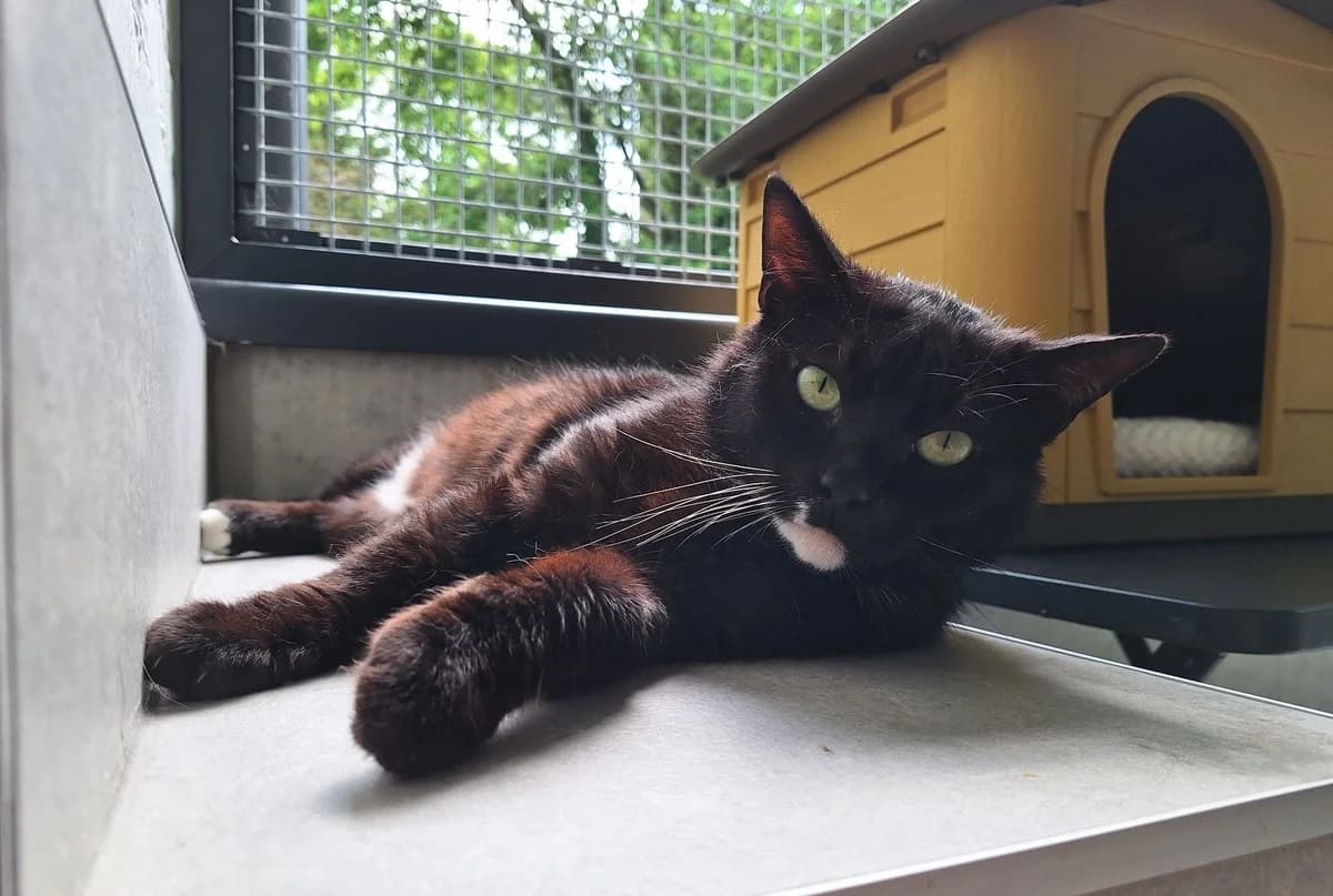 ALBERT, male senior European Shorthair for adoption at Help Animals, Brussels