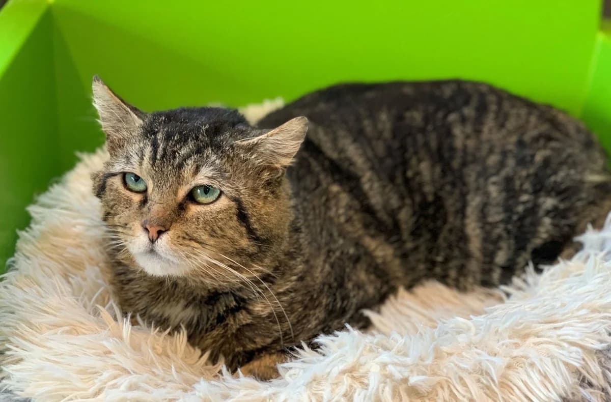 PATISSON, male young European Shorthair for adoption at Help Animals, Brussels