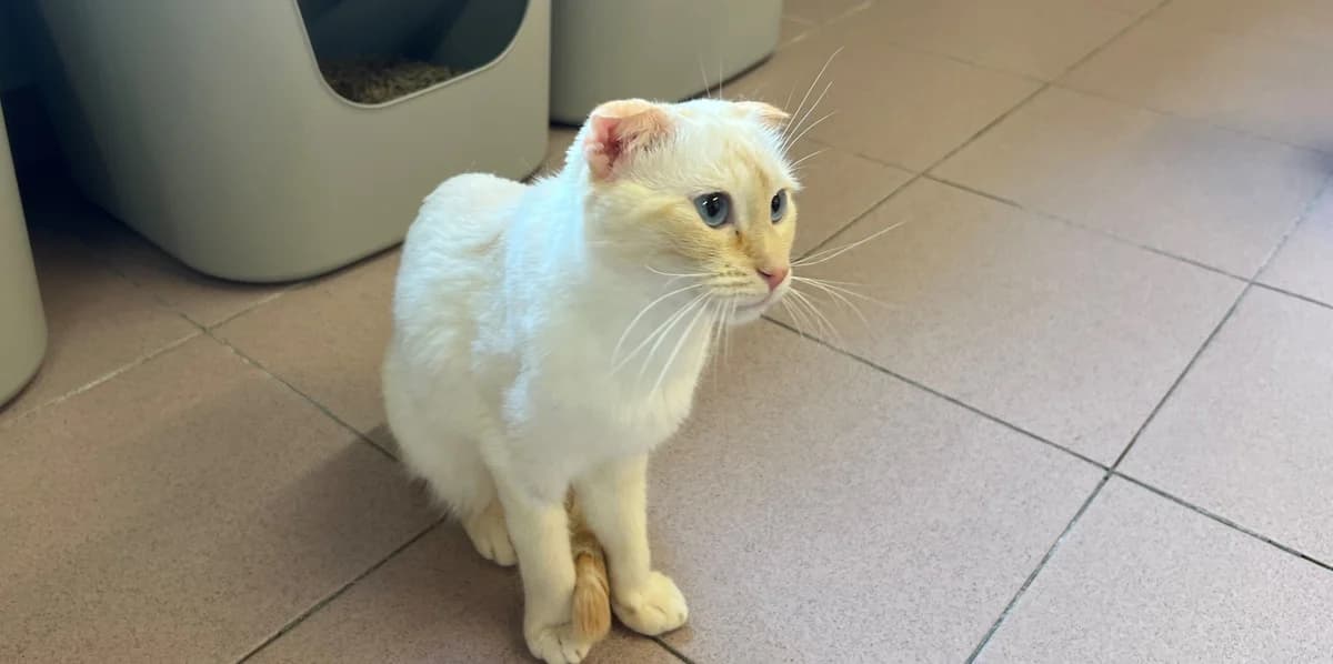 SOCKX, female young European Shorthair for adoption at Help Animals, Brussels