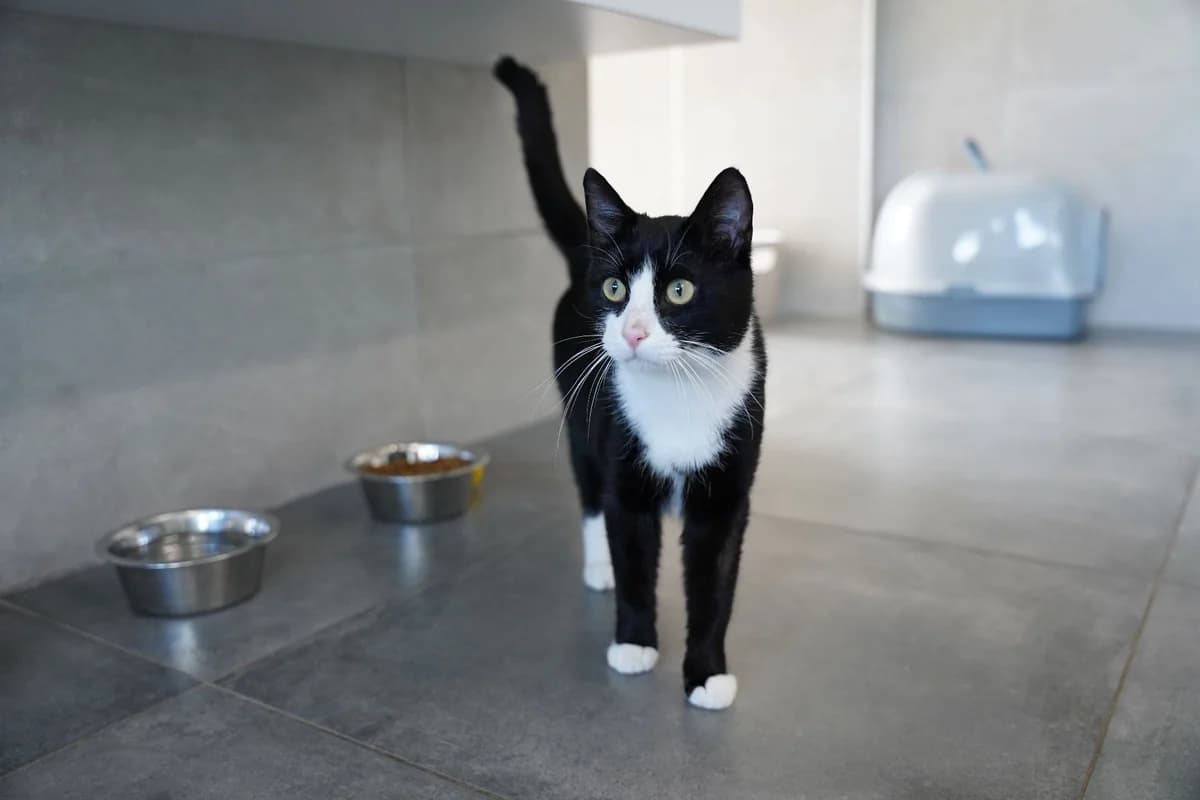 PIZZI, male European Shorthair for adoption at Help Animals, Brussels