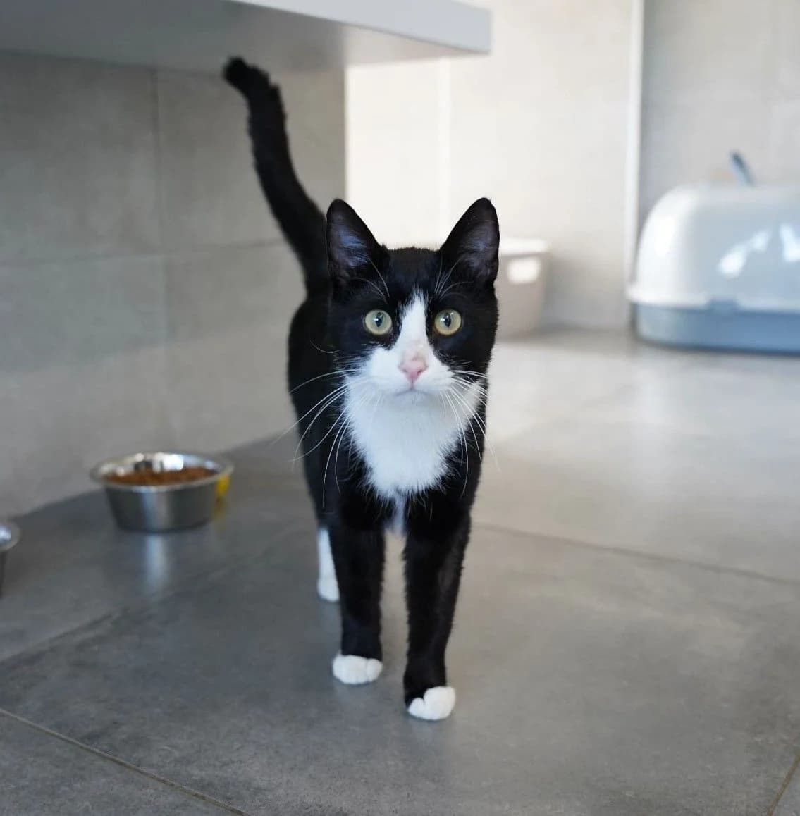 PIZZI, male European Shorthair for adoption at Help Animals, Brussels — photo 2 of 3