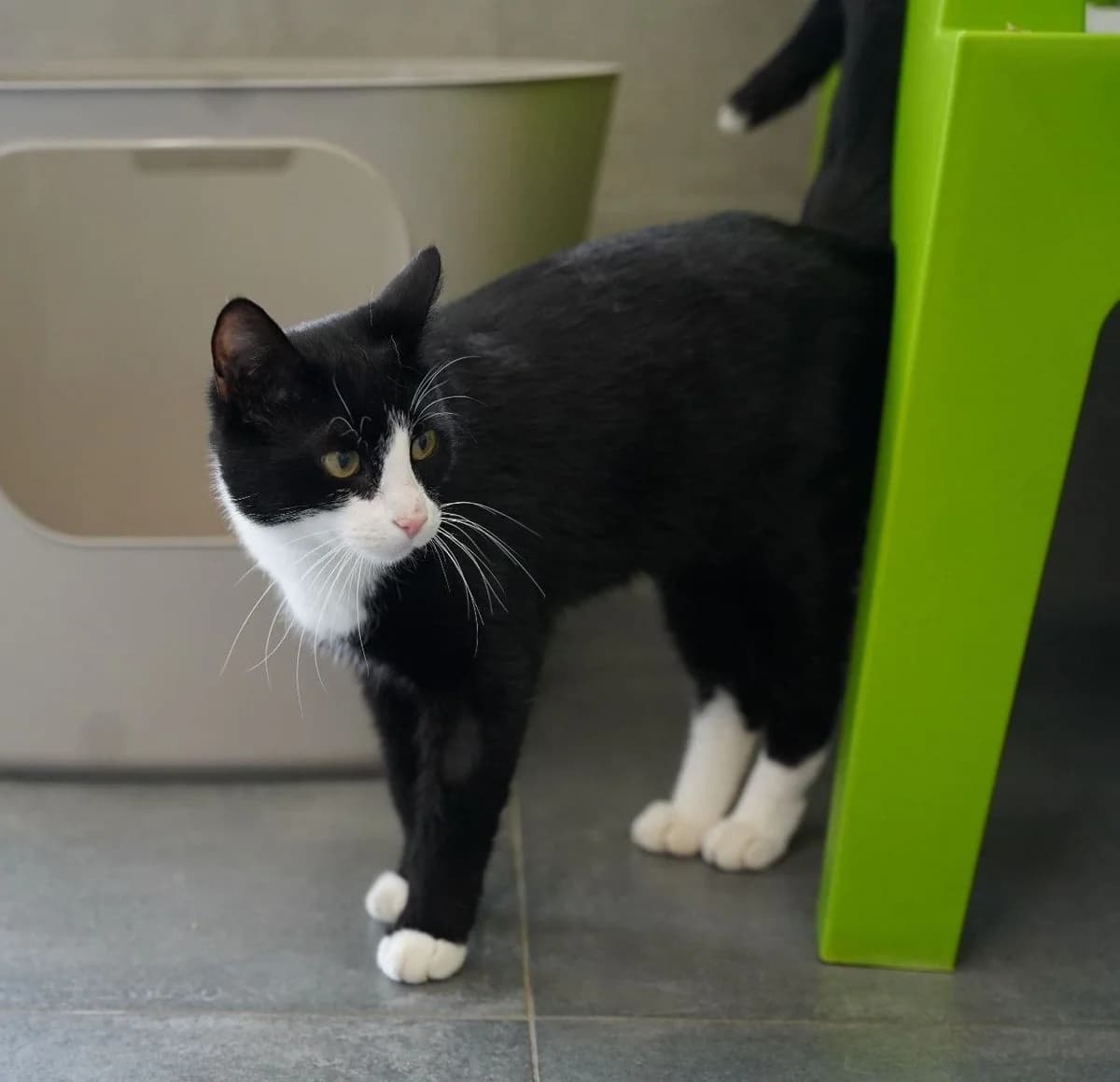 PIZZI, male European Shorthair for adoption at Help Animals, Brussels — photo 3 of 3