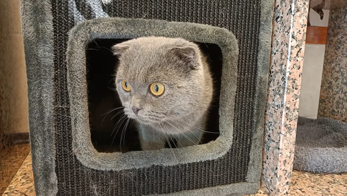 Kilic, male young British Shorthair for adoption at Help Animals, Brussels