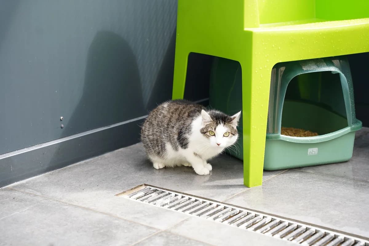 LUNA, female young European Shorthair for adoption at Help Animals, Brussels