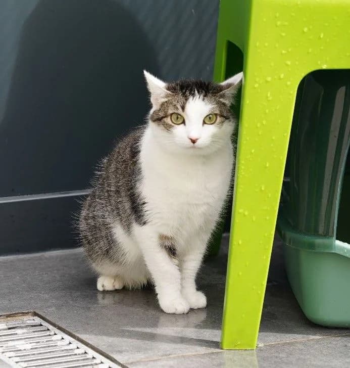 LUNA, female young European Shorthair for adoption at Help Animals, Brussels