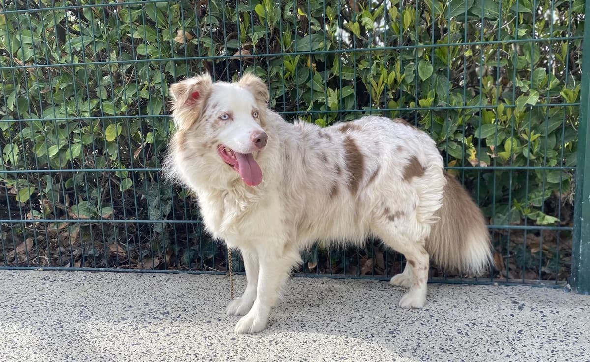 FIDJI, male Australian Shepherd for adoption at Help Animals, Brussels