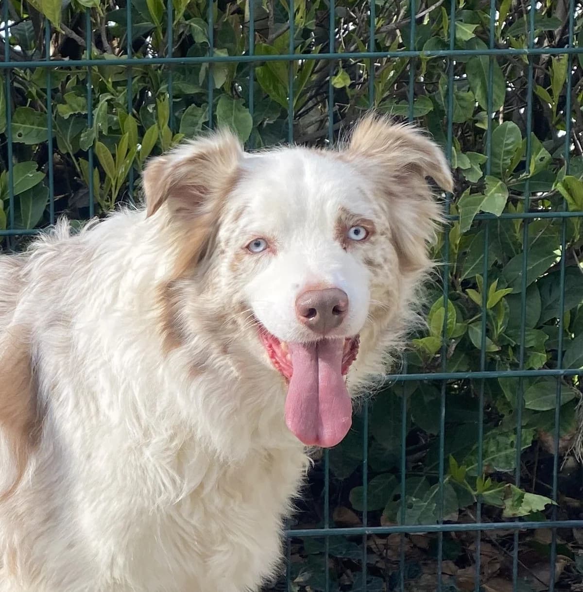 FIDJI, male Australian Shepherd for adoption at Help Animals, Brussels — photo 2 of 3