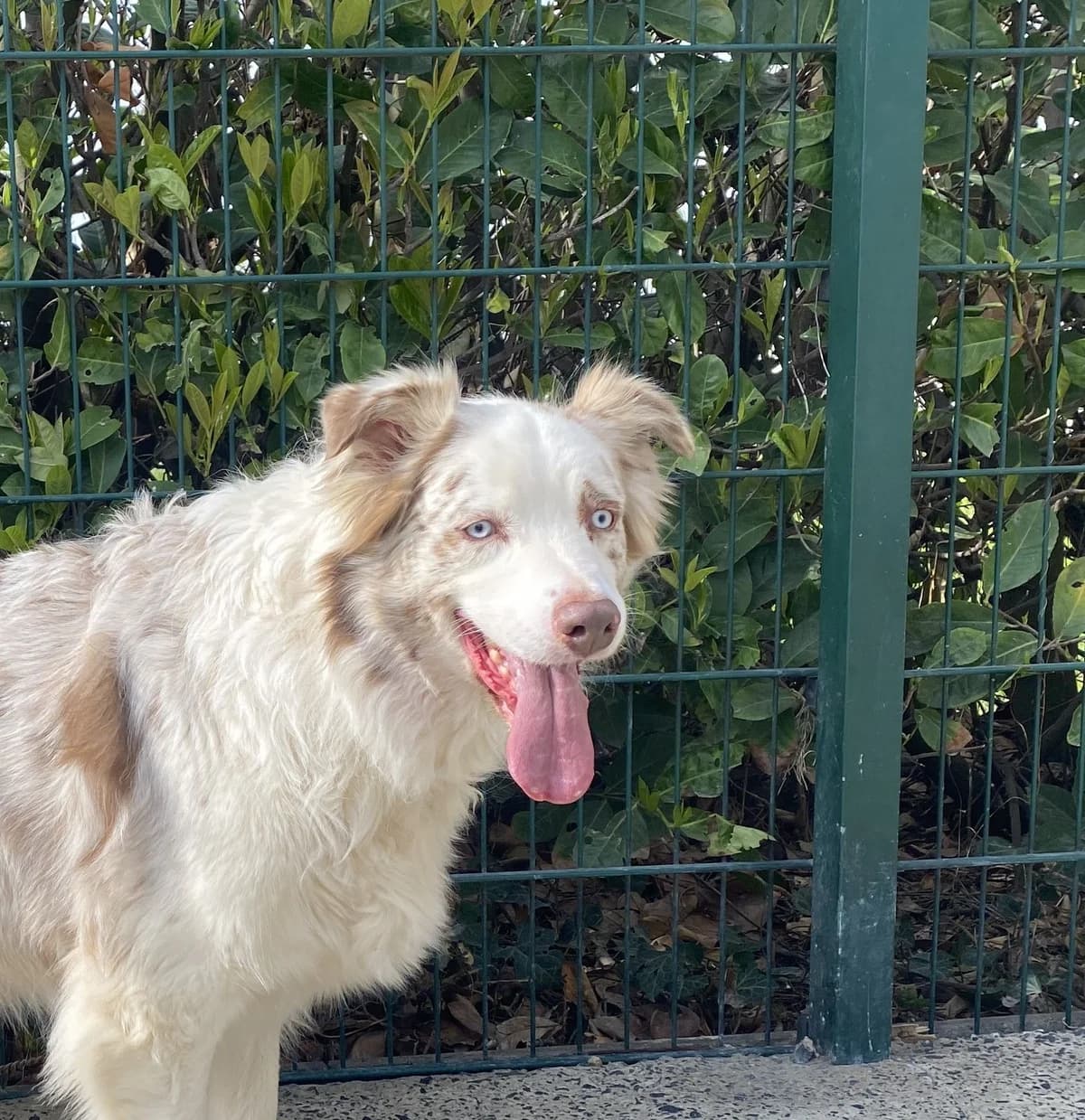 FIDJI, male Australian Shepherd for adoption at Help Animals, Brussels — photo 3 of 3