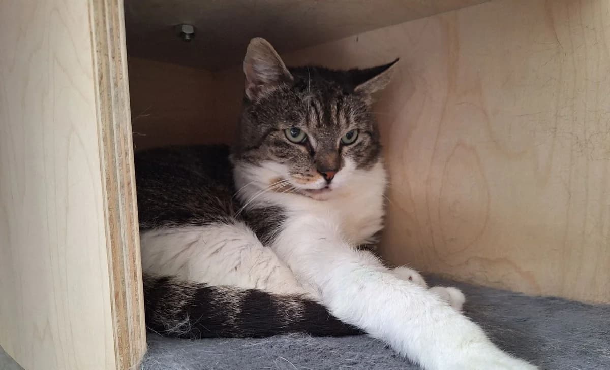 PEGAZE, male 3yo European Shorthair for adoption at Help Animals, Brussels