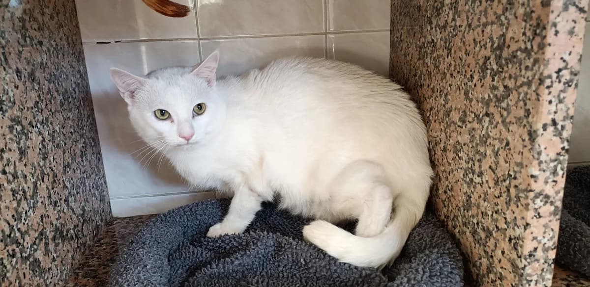PETIT CHAT, male senior European Shorthair for adoption at Help Animals, Brussels