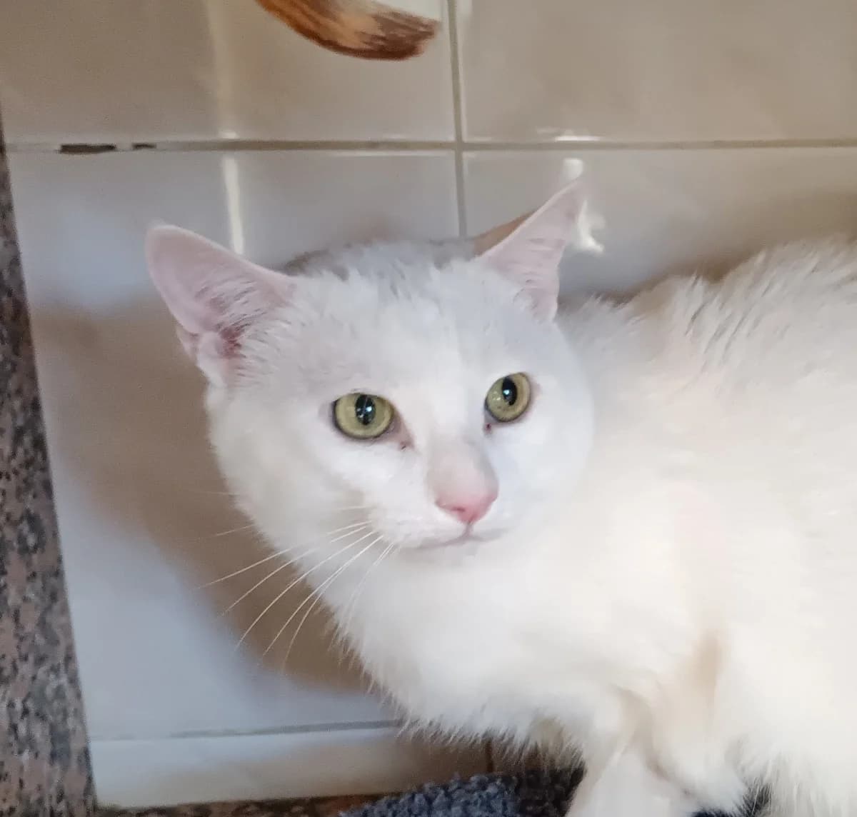 PETIT CHAT, male European Shorthair for adoption at Help Animals, Brussels — photo 2 of 3