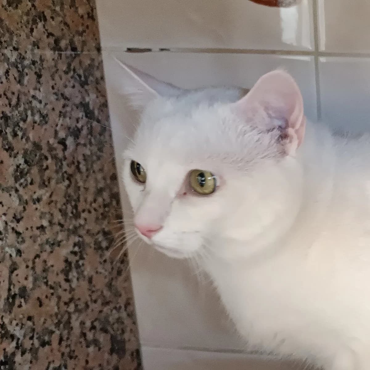 PETIT CHAT, male European Shorthair for adoption at Help Animals, Brussels — photo 3 of 3