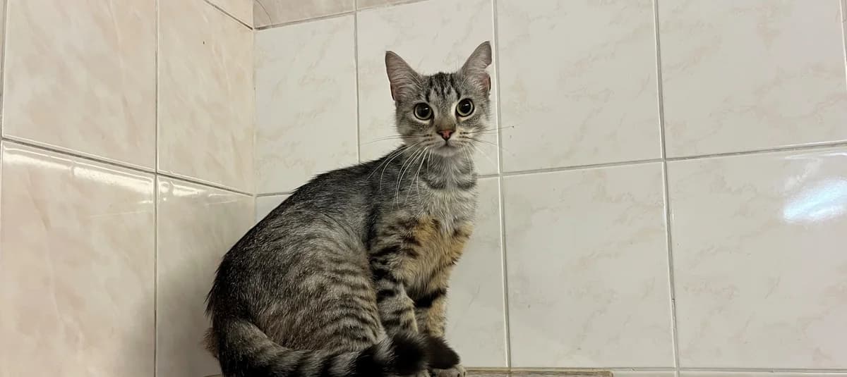 FINETTE, female young European Shorthair for adoption at Help Animals, Brussels