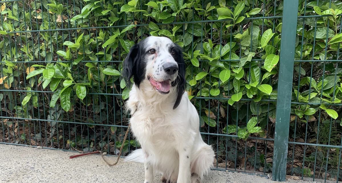 BOY, male 5yo Border Collie for adoption at Help Animals, Brussels