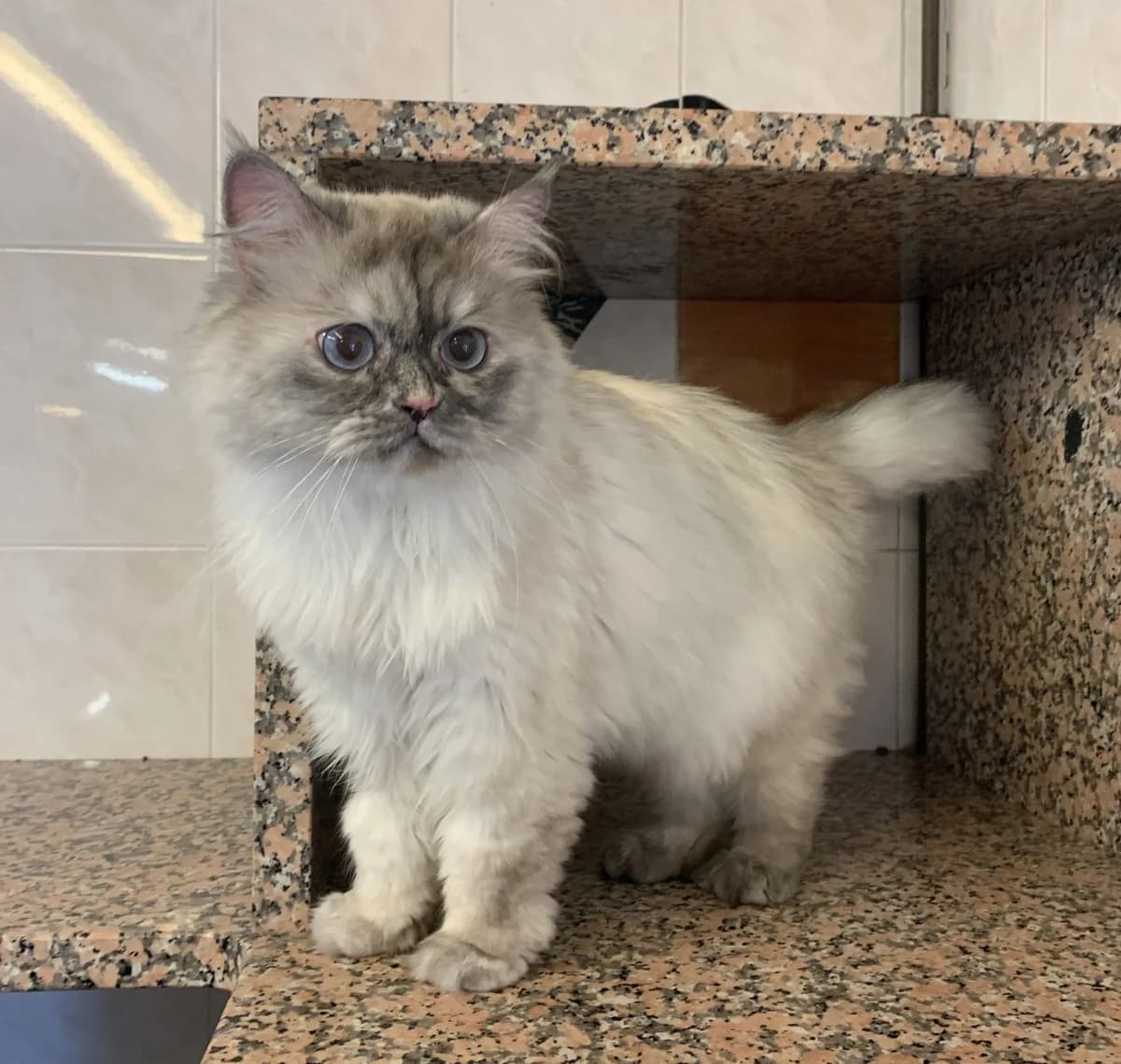 BELLA, female Birman for adoption at Help Animals, Brussels