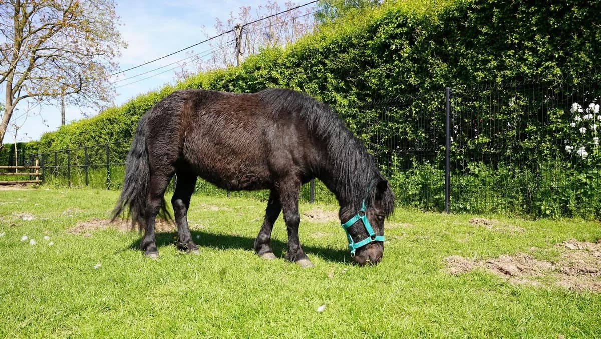 SIGMA, female 5yo mixed breed for adoption at Help Animals, Brussels