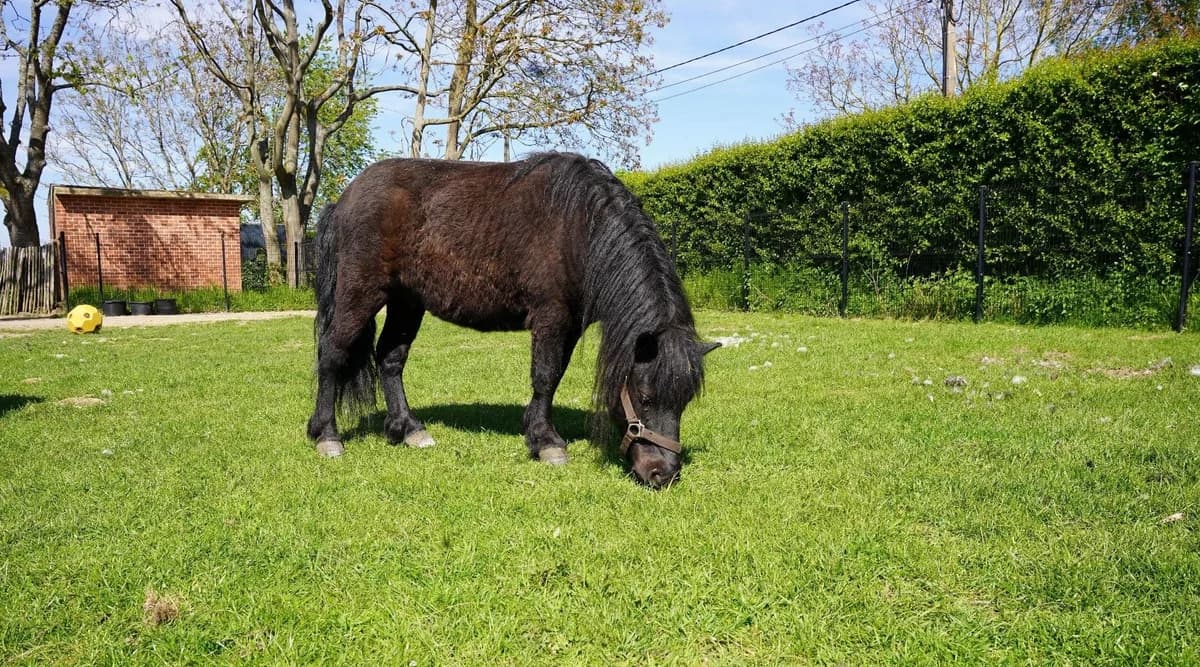 DURACEL, male senior mixed breed for adoption at Help Animals, Brussels