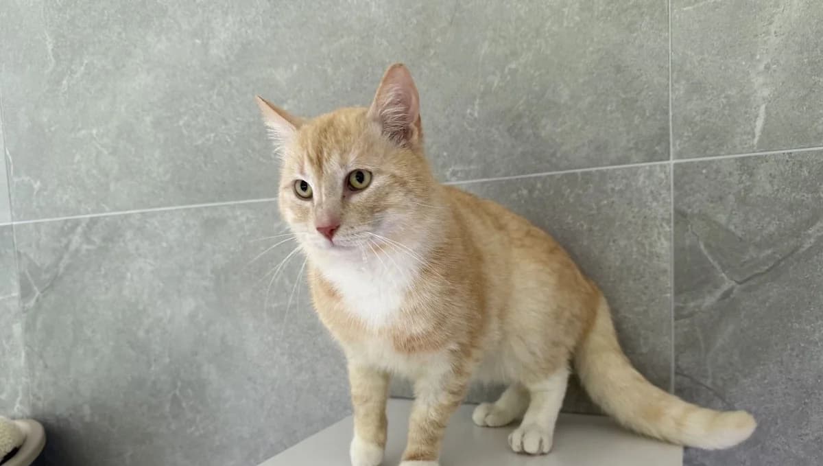 DASSI, male young European Shorthair for adoption at Help Animals, Brussels