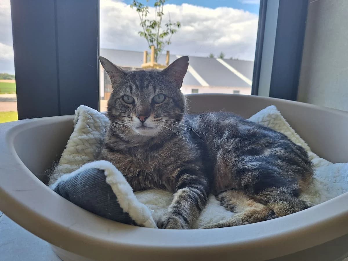 SOPRANO, male 5yo European Shorthair for adoption at Help Animals, Brussels