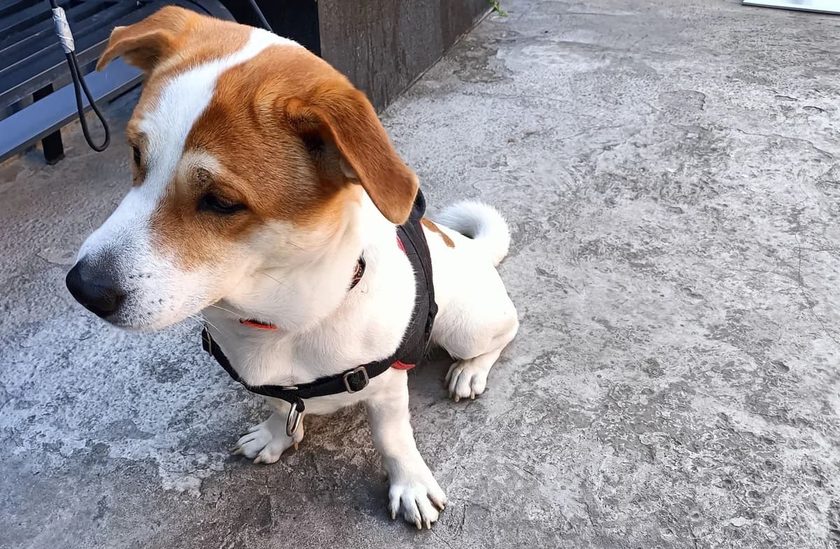 RASKO, male 5yo Jack Russell Terrier for adoption at Help Animals, Brussels