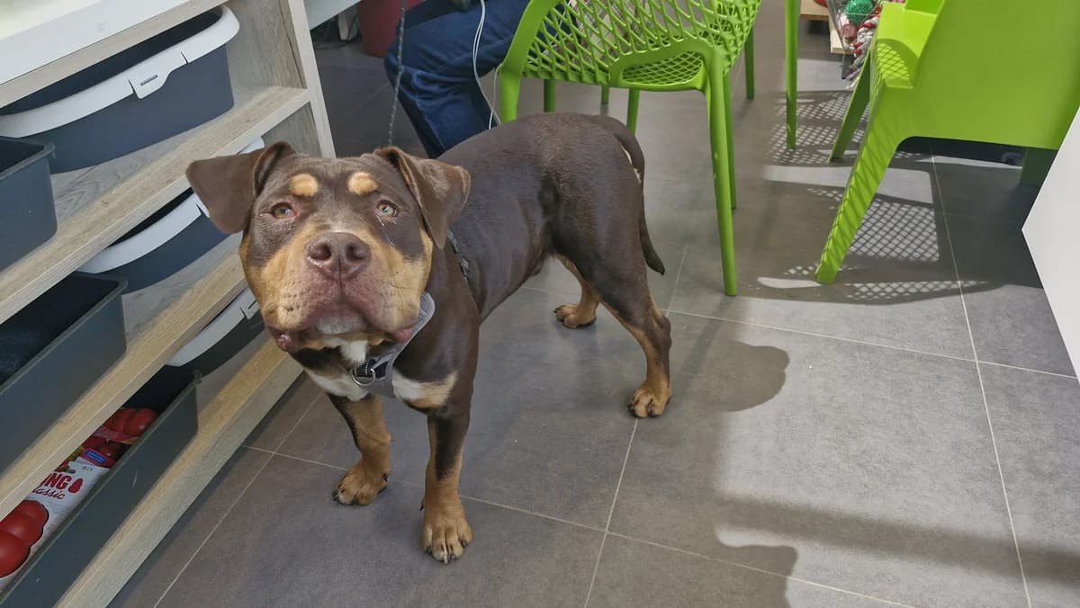 KAMAS, male puppy mixed breed for adoption at Help Animals, Brussels