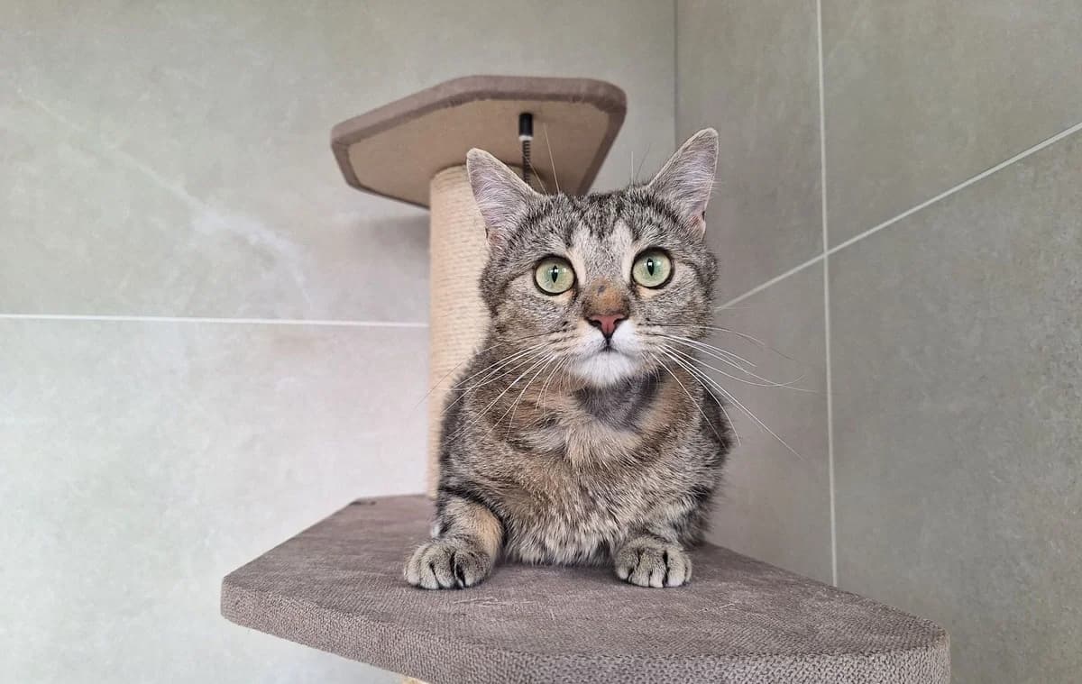 HARLEY, female young European Shorthair for adoption at Help Animals, Brussels