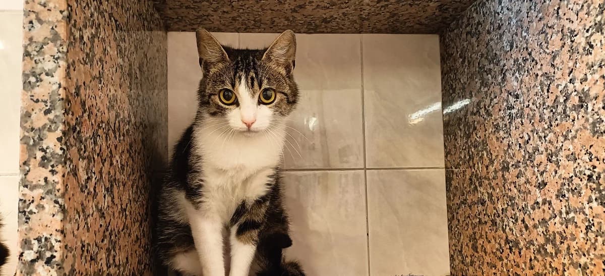 FALONE, female puppy European Shorthair for adoption at Help Animals, Brussels