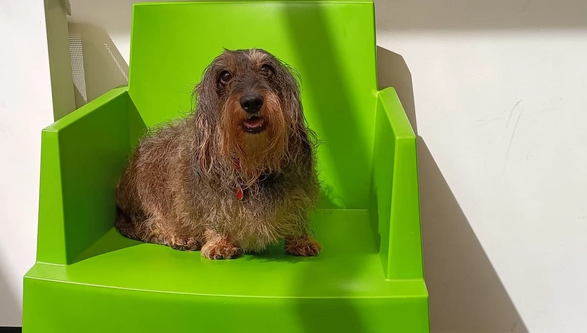 SHANI, female 7yo Dachshund for adoption at Help Animals, Brussels