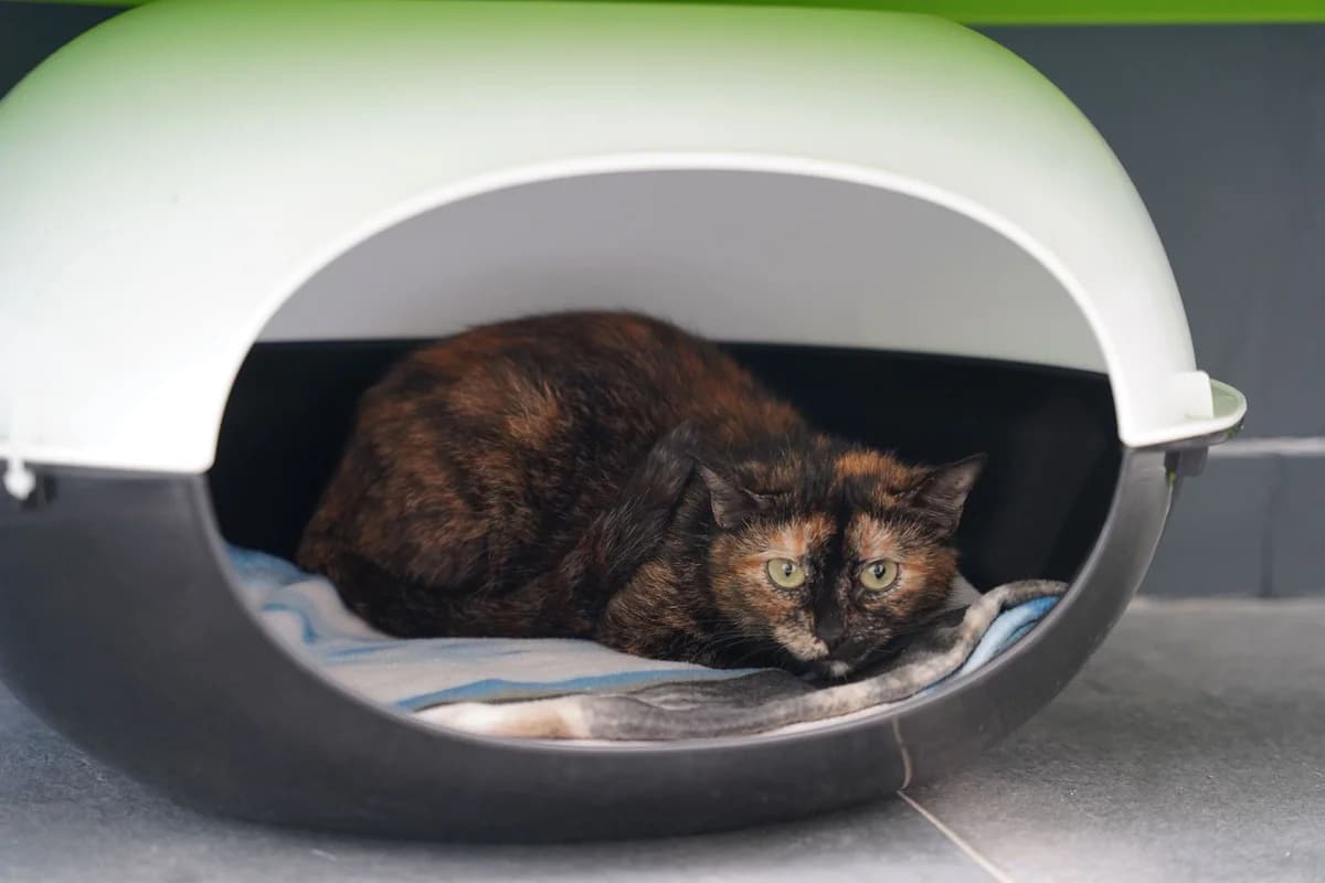 PIXIE, female European Shorthair for adoption at Help Animals, Brussels