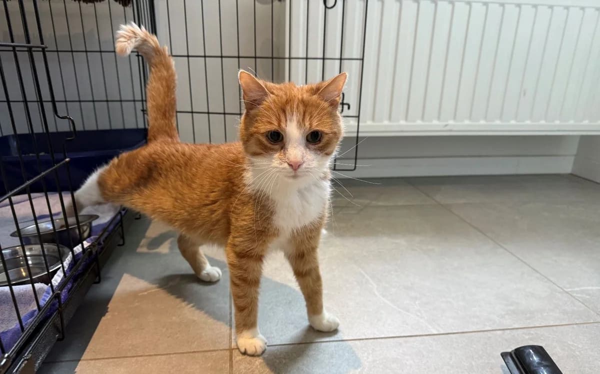VICTOIRE, female senior European Shorthair for adoption at Help Animals, Brussels