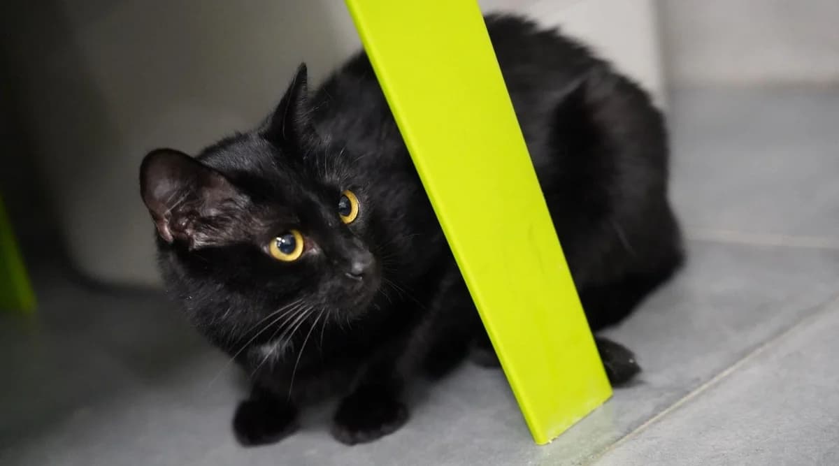 LUCIOLE, female young European Shorthair for adoption at Help Animals, Brussels