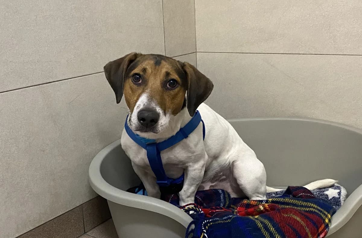 CLEO, Jack Russell Terrier (Help Animals)