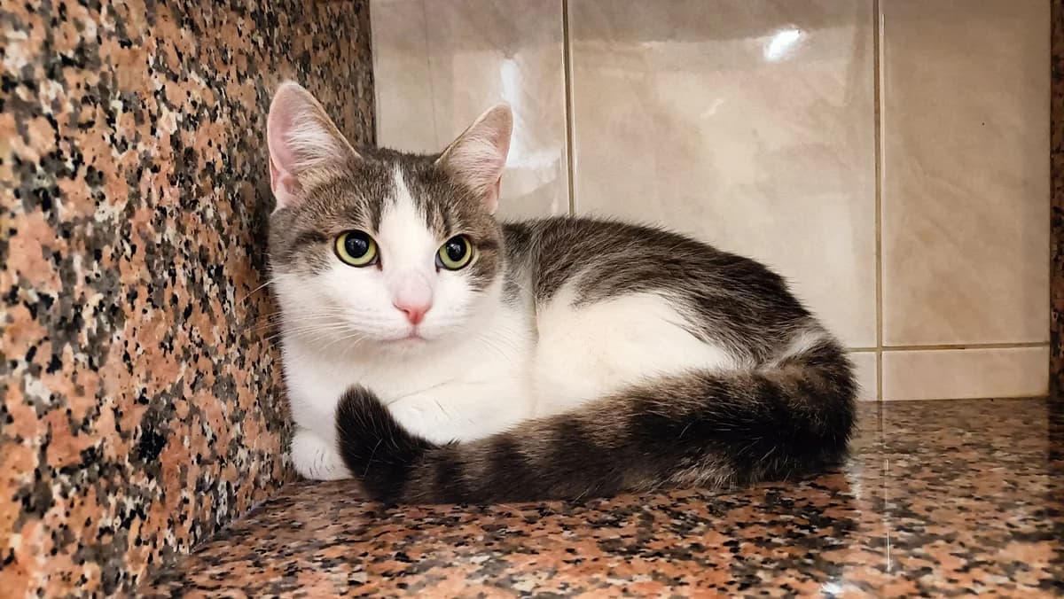 POUKIE, female young European Shorthair for adoption at Help Animals, Brussels