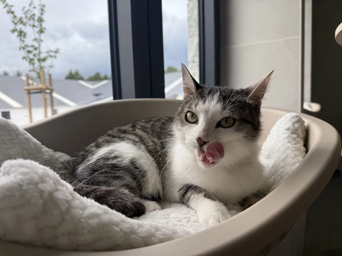 O'HARA, female young European Shorthair for adoption at Help Animals, Brussels