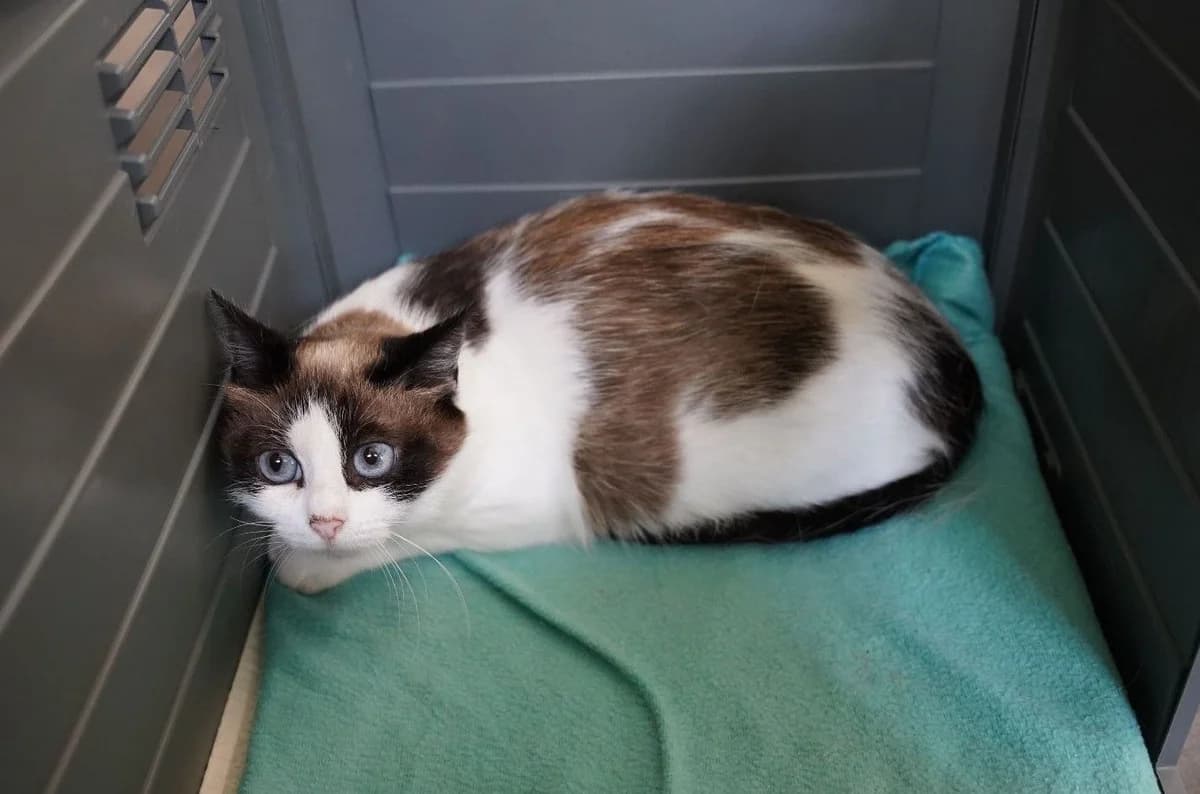 HAZEL, female European Shorthair for adoption at Help Animals, Brussels