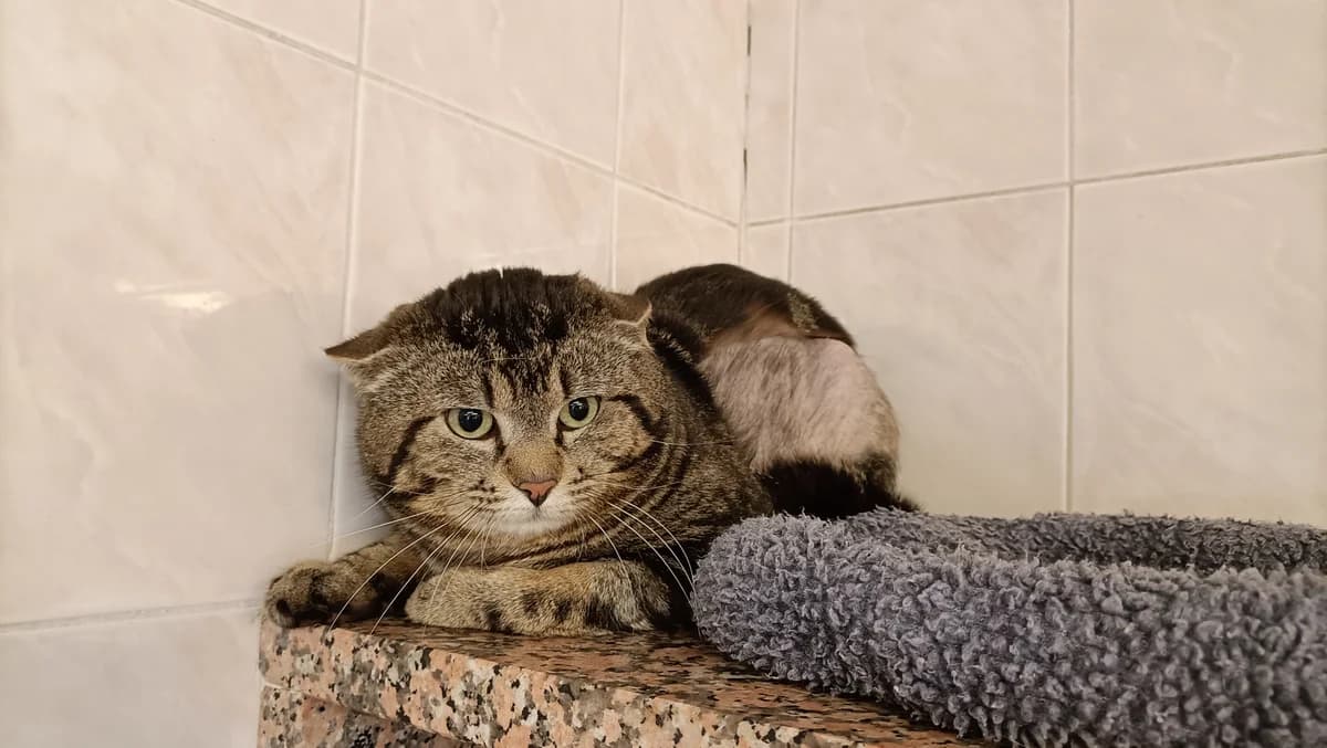 FELICIEN, male young European Shorthair for adoption at Help Animals, Brussels