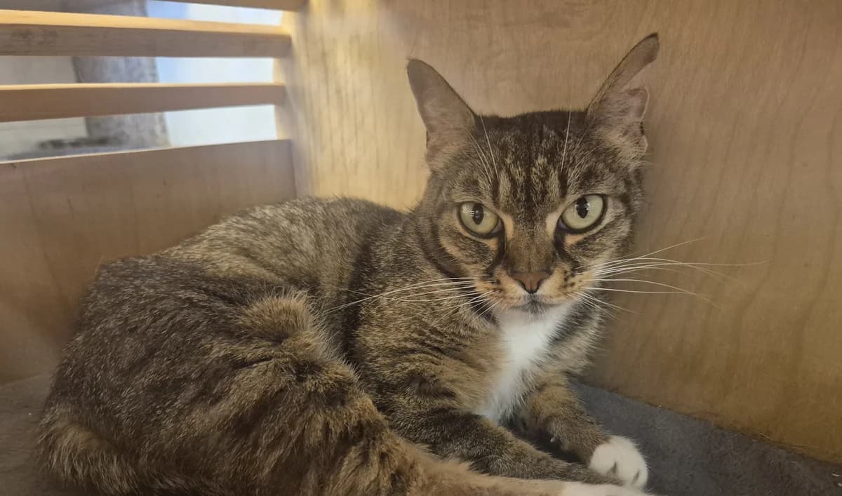COSETTE, female senior European Shorthair for adoption at Help Animals, Brussels